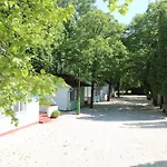 Tulipan