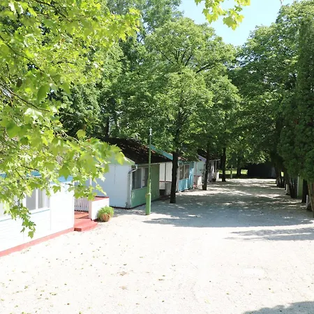Tulipán